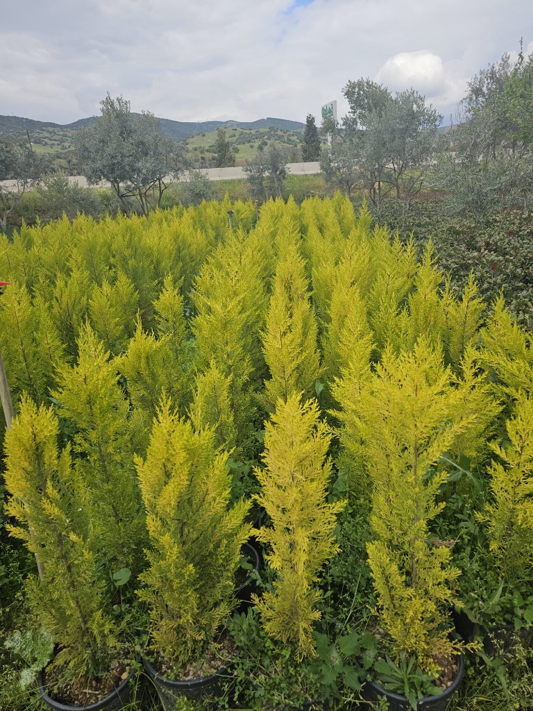 Çam Çeşitleri — görsel 3