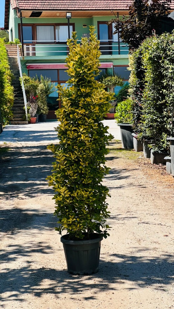 Çam Çeşitleri — görsel 1