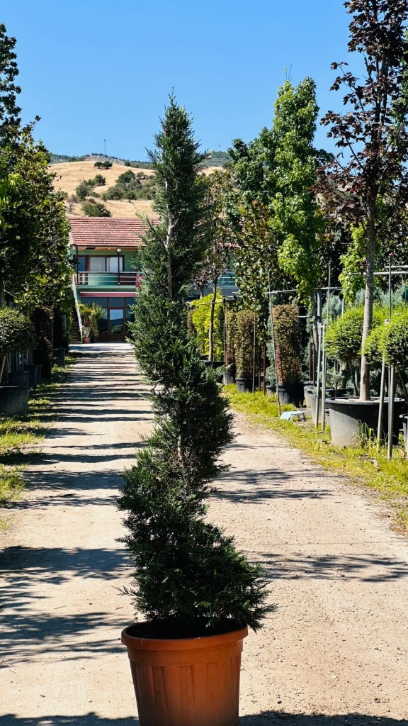 Çam Çeşitleri — görsel 2